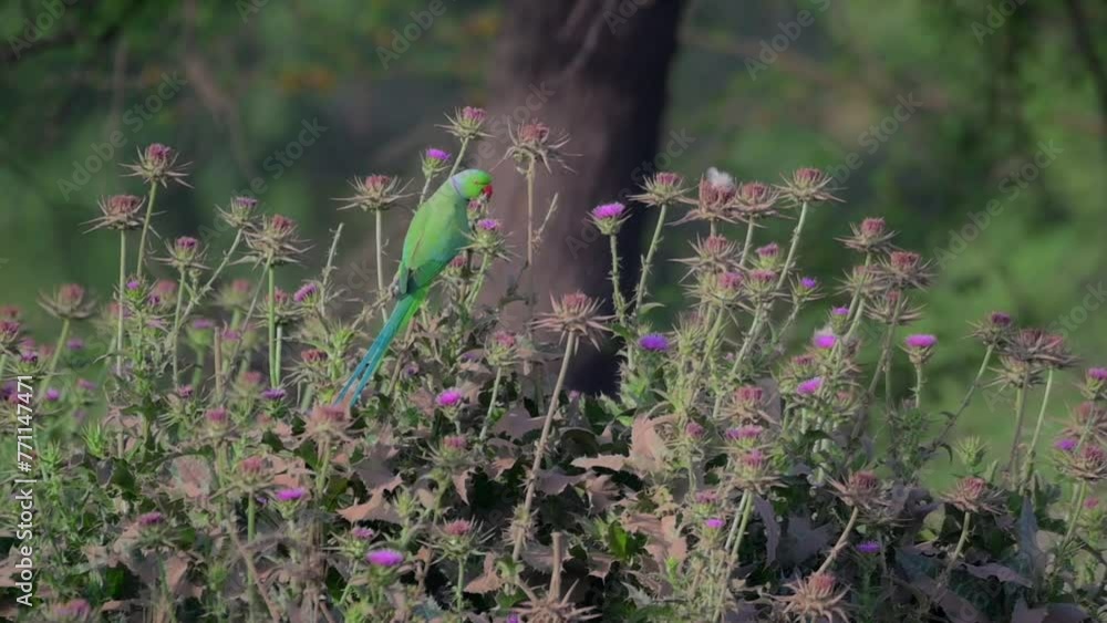 Rose ringed Parakeet picking purple thistle Flower Rose ringed Parakeet picking purple thistle Flower