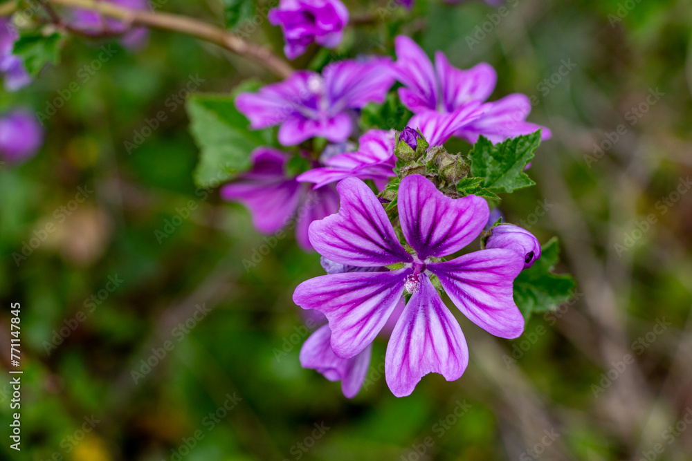 Purple mallow flowers on a background of green leaves in spring