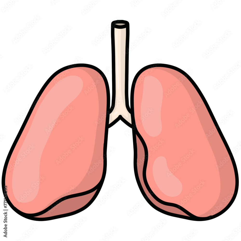 Lungs illustration Lungs illustration