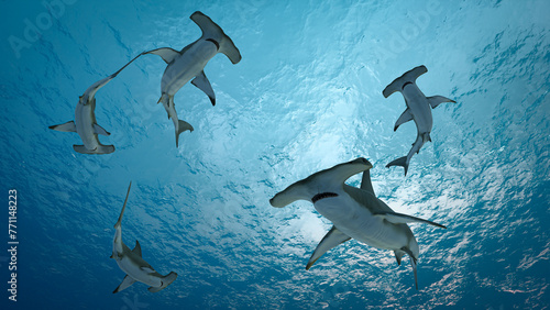 Photos Hammerhead shark (Sphyrnidae) swimming in tropical underwaters