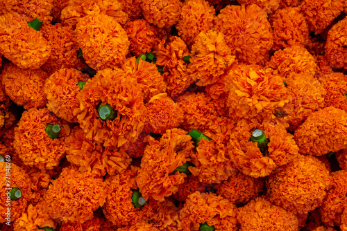 Marigold or Samanthi Poo or Chrysanthemum Flower role at The Devaraja Market: A Unique Heritage Market in Mysore, Karnataka, India. The market is on Sayaji Rao Road. The market was constructed in 1886 photo