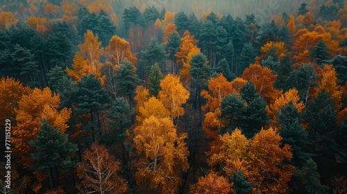 Rust-colored fall forest, seasonal change