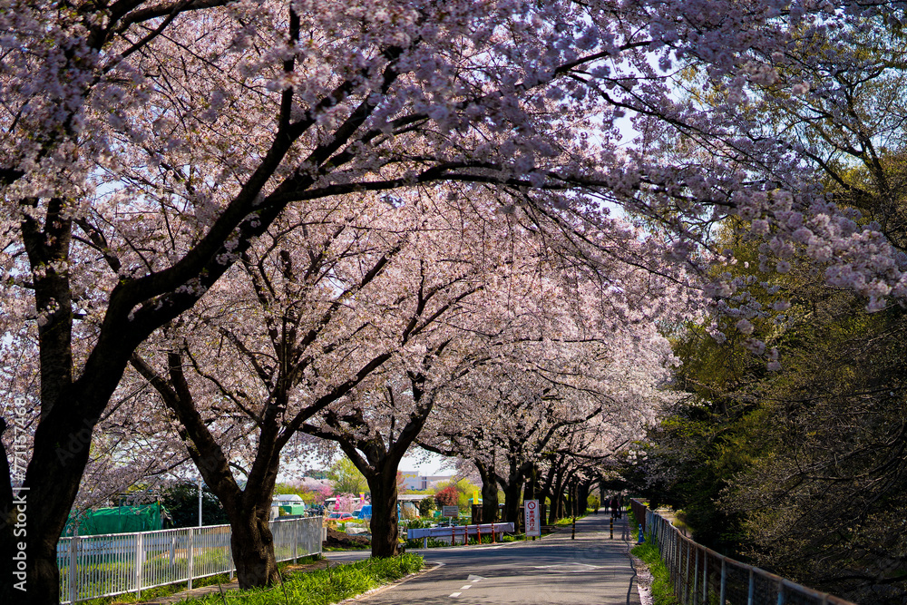 桜のトンネル