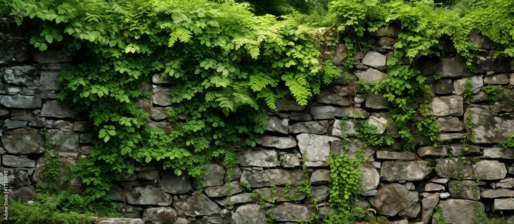 A natural landscape with a stone wall covered in ivy, creating a picturesque scene. The groundcover adds a touch of green to the brickwork, blending beautifully with the surrounding shrubs and plants A natural landscape with a stone wall covered in ivy, creating a picturesque scene. The groundcover adds a touch of green to the brickwork, blending beautifully with the surrounding shrubs and plants
