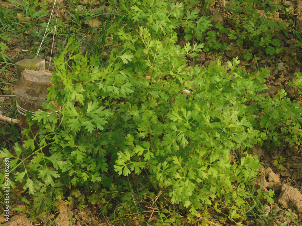 Coriander leaves in vegetables garden for health, food and agriculture concept design. Organic coriander leaves background.