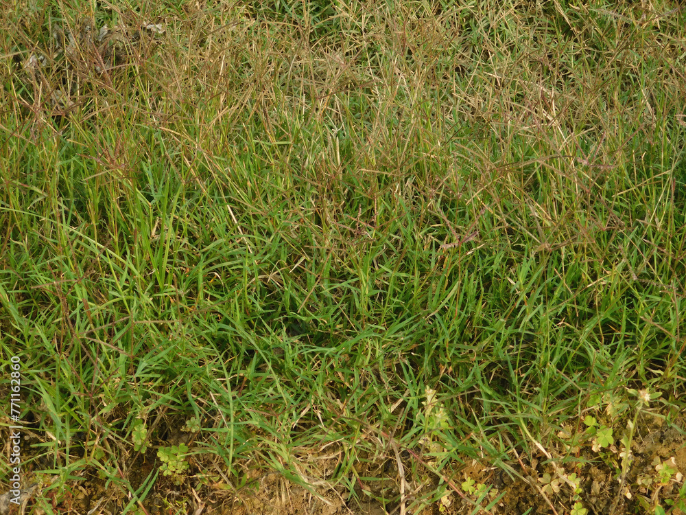 Obraz premium green grass background