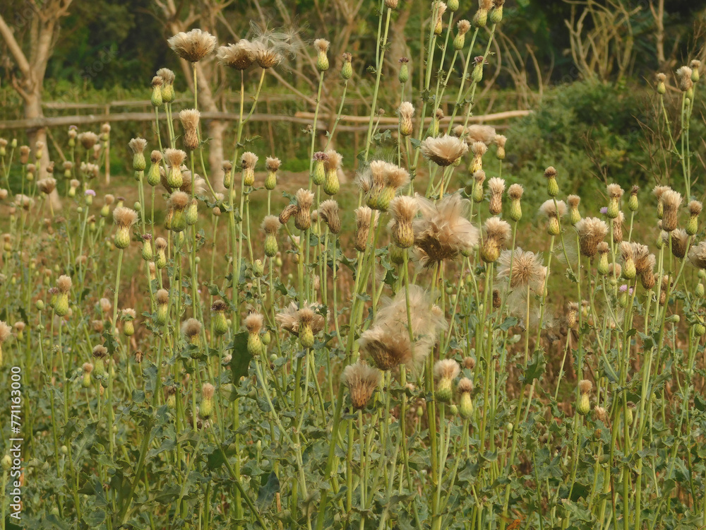 Fototapeta premium Weeds growing on the field