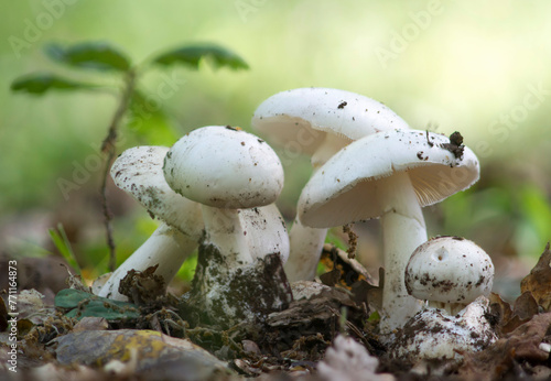 Photography Amanita virosa, known in Europe as the destroying angel, a deadly poisonous mush