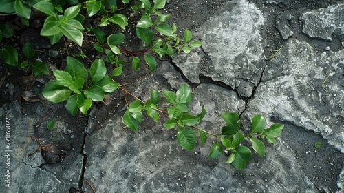 A closeup of a wilted plant and cracked soil in a neglected city garden. Despite having access to water the plant struggles to survive in the extreme urban heat its roots photo