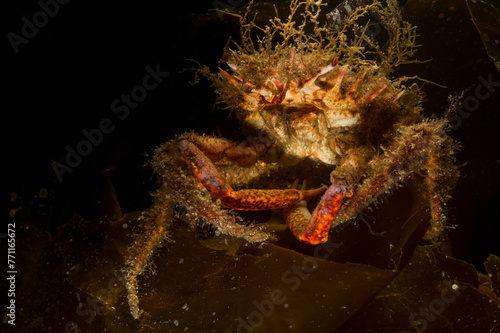 Obraz na plátně Lesser Spider Crab (Maja Crispata),  Mediterranean Sea, Alghero, Sardinia, Italy