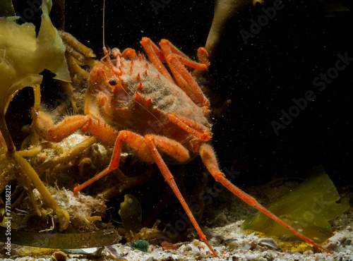 Homola barbata crab (Spiny-fronted homola, Homola spinifrons). Asinara Island, Porto Torres, Sardinia. Italy, Mediterranean sea photo