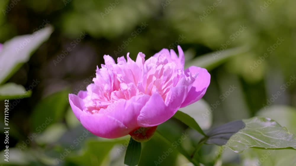 Beautiful Pink Peony In Full Bloom. closeup shot Beautiful Pink Peony In Full Bloom. closeup shot