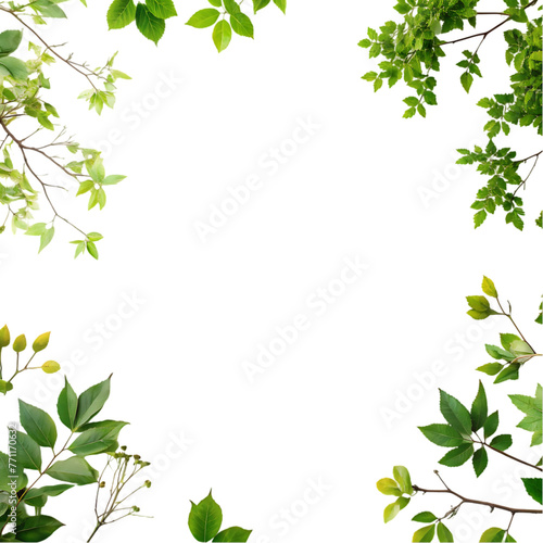 tree branch on transparent background