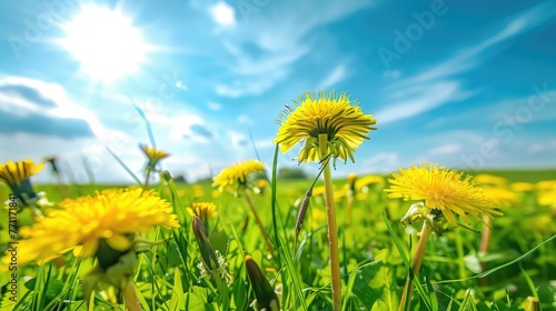 Beautiful meadow field with fresh grass and yellow dandelion flowers in nature against a blurry blue sky with clouds. Summer spring perfect natural landscape Bunch of Yellow fresh dandelions border