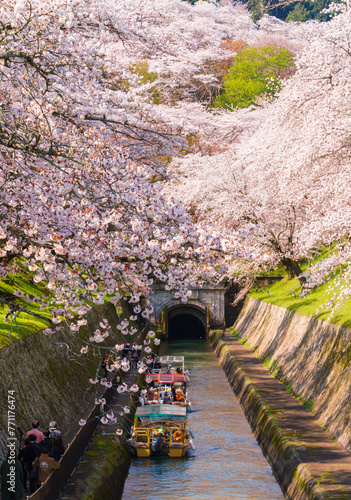 桜並木