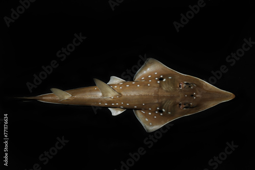 Fotografie Top view of white-spotted guitarfish or bottlenose wedgefish (Rhynchobatus austr
