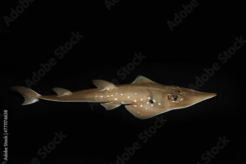 white-spotted guitarfish or bottlenose wedgefish (Rhynchobatus australiae)