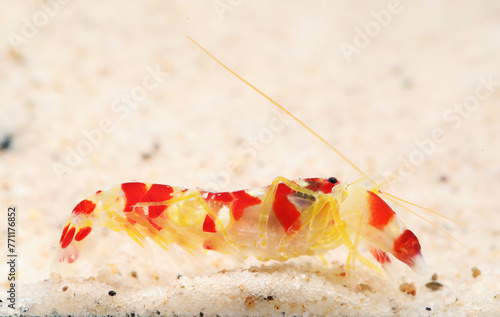 Colorful Randall's Pistol Shrimp or Candy Cane Shrimp (Alpheus randalli)	