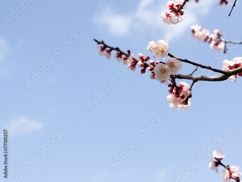 Plum blossoms and blue sky