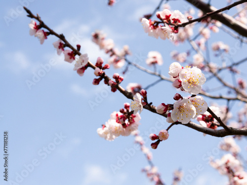 Plum blossoms and blue sky