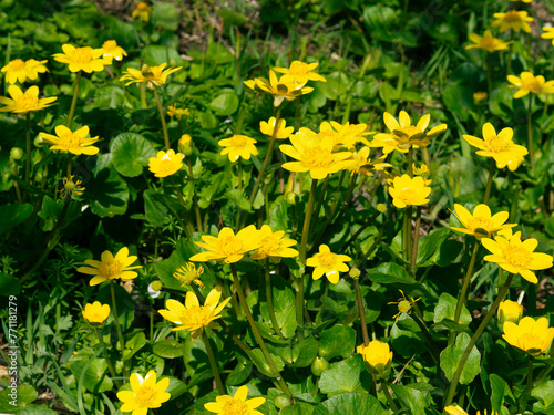Spring yellow flowers