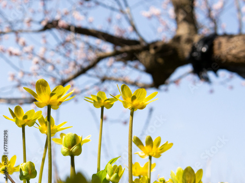 Spring yellow flowers and plums