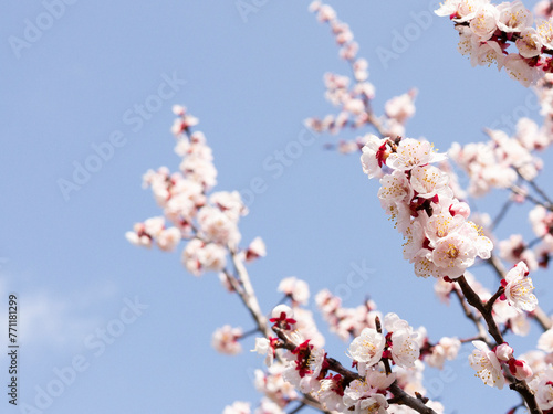 Plum blossoms and blue sky