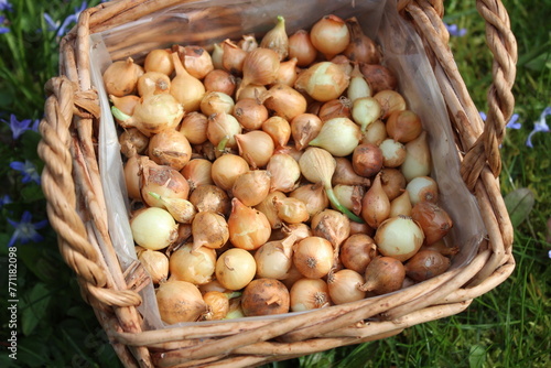 Steckzwiebeln in einem Korb im Garten