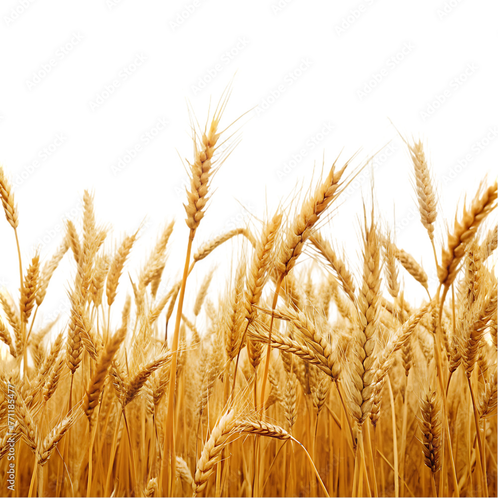 wheat field isolated wheat field isolated