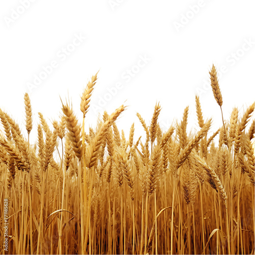 wheat field isolated