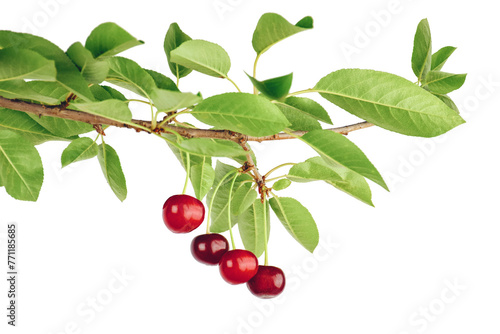 branch with cherries isolated on transparent, png. Fresh cherry with cherry leaf. Gardening concept. Ripe cherries