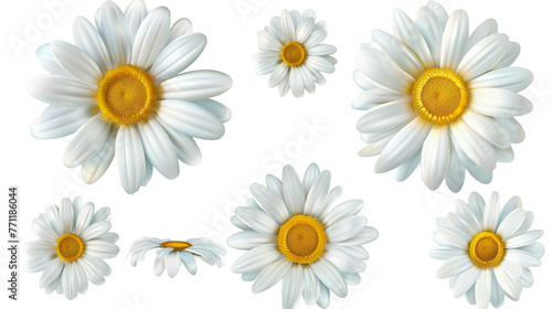 Common daisy blossom in vibrant 3D digital art, isolated on transparent background. Top view of fresh white flower, ideal botanical design element for spring.
