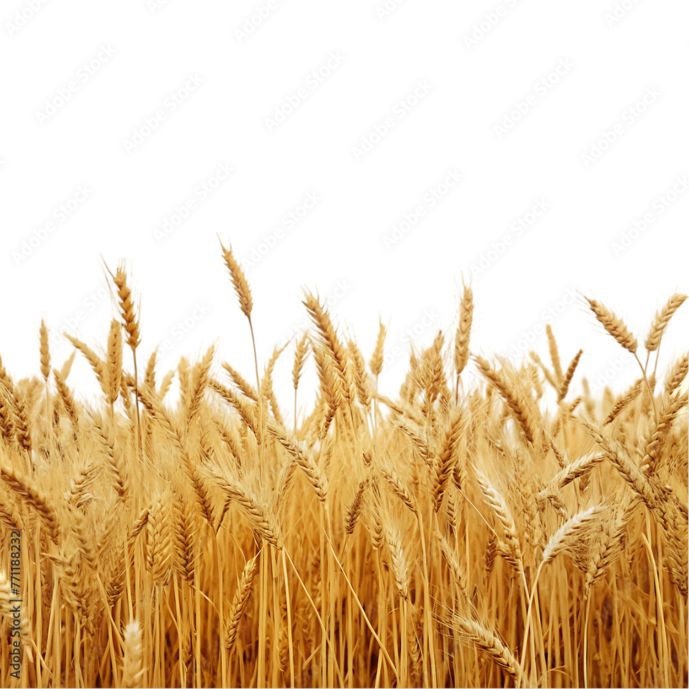 Fototapeta premium wheat field isolated