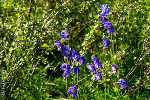 A blooming Siberian columbine (Aquilegia glandulosa) in a summer mountain meadow. Wild flowers