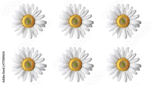 Watercolor Daisy Digital Art: Vibrant Floral Design Isolated on Transparent Background, Top View Flat Lay Botanical Illustration for Springtime Creative Projects