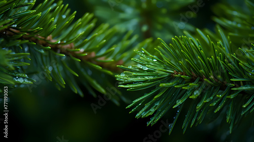 Macro close-up of bright green Fir tree branches