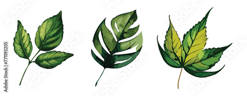 Painted leaf illustration set