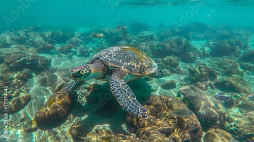 Endangered Hawaiian Green Sea Turtle Cruising in the warm waters of the Pacific Ocean © chanidapa