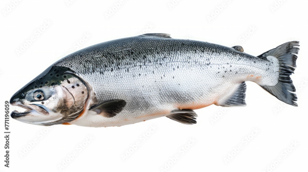 Whole salmon isolated on white. Atlantic salmon. gutted fish carcass. eviscerated carcass salmon. Sea fish, Whole salmon isolated on white. Atlantic salmon. gutted fish carcass. eviscerated carcass salmon. Sea fish,