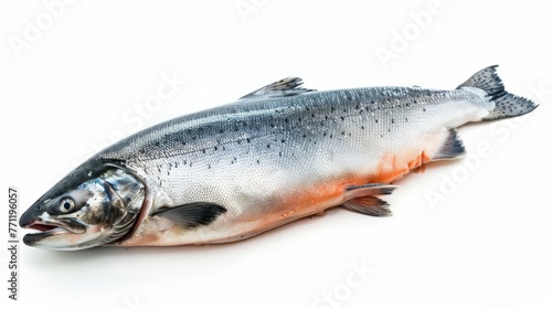 Whole salmon isolated on white. Atlantic salmon. gutted fish carcass. eviscerated carcass salmon. Sea fish, photo