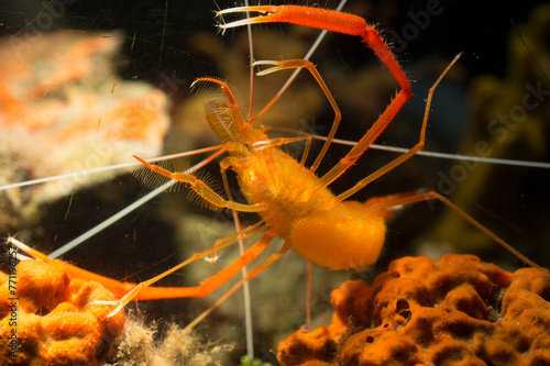 Boxer shrimp, Stenopus spinosus, Crustacea, Decapoda. Gambero meccanico (Stenopus spinosus). photo