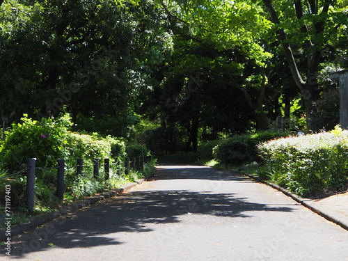 北の丸公園の散歩道