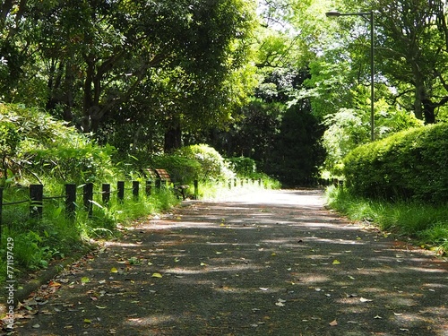 北の丸公園の散歩道 photo