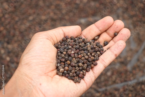 Black peppercorns held in the hand with pile drying in the background. Dry black pepper seed that will be used as a spice and in medicine