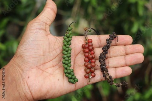 Black pepper growth stages when it is growing on the plant shown by holding the crop in the hand in an order