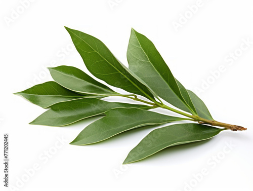 Close-up of bay leaves on white background, vitamin and health concept. Generative AI.