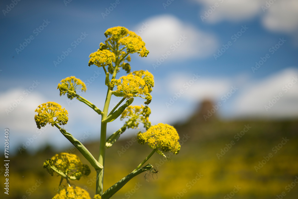 Giant Fennel - Ferula communis; on background Nuraghe Santa Barbara Macomer. Nuoro. Sardinia. Italy Giant Fennel - Ferula communis; on background Nuraghe Santa Barbara Macomer. Nuoro. Sardinia. Italy