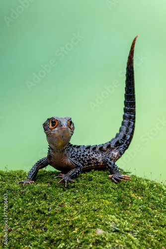 Red-eyed Crocodile Skink (Tribolonotus gracilis) endemic to Papua and New Guinea. The species is lives in tropical rainforest habitat. 