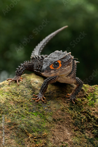Red-eyed Crocodile Skink  Tribolonotus gracilis  endemic to Papua and New Guinea. The species is lives in tropical rainforest habitat. 