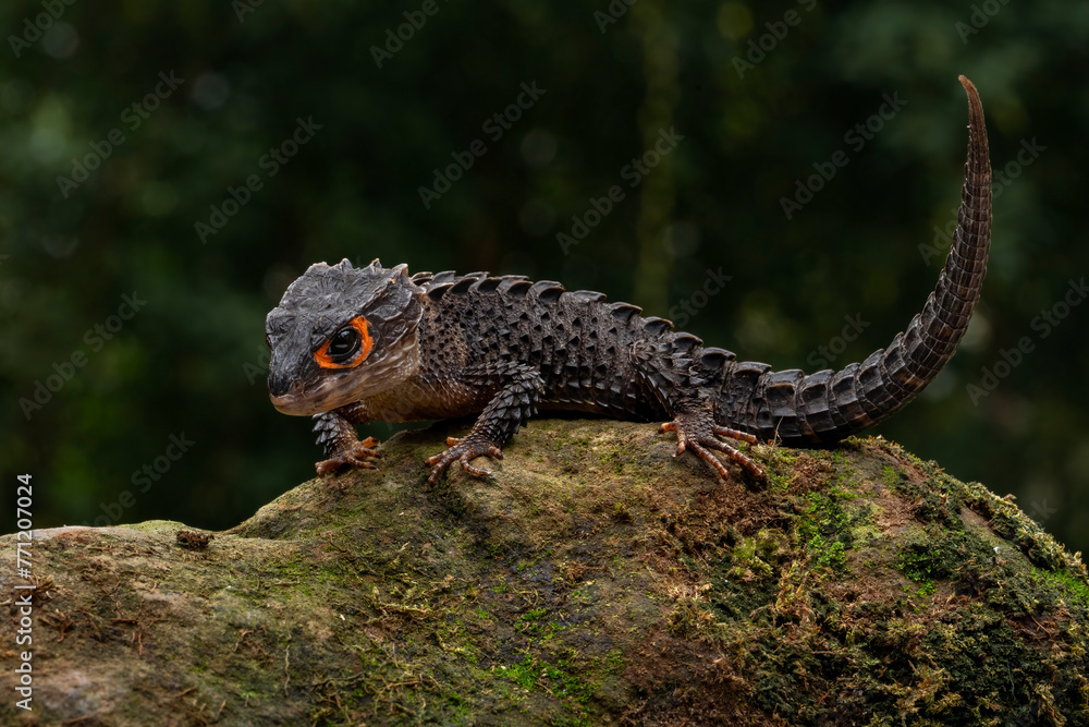 Obraz premium Red-eyed Crocodile Skink (Tribolonotus gracilis) endemic to Papua and New Guinea. The species is lives in tropical rainforest habitat. 
